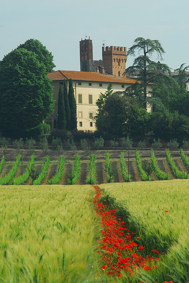 Poppy Row and Winery