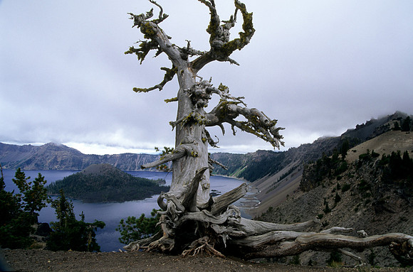 Gnarly Pine Tree