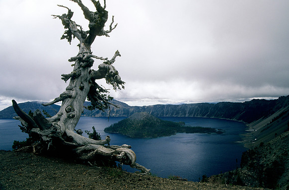 Gnarly Tree & Wizard Island
