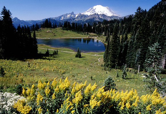Mt. Rainier, Lake Tipsoo & Wildflowers