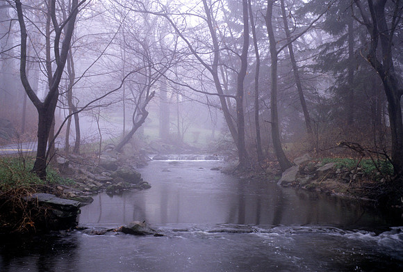 Misty Morning