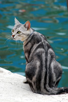 Cat by the Canal