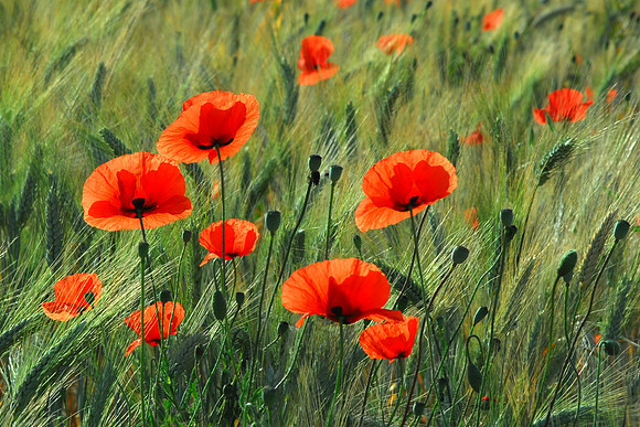 Monet Poppies
