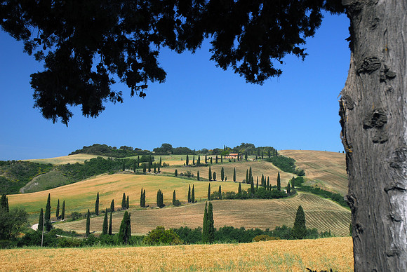 View to Winding Road with Cypress Trees
