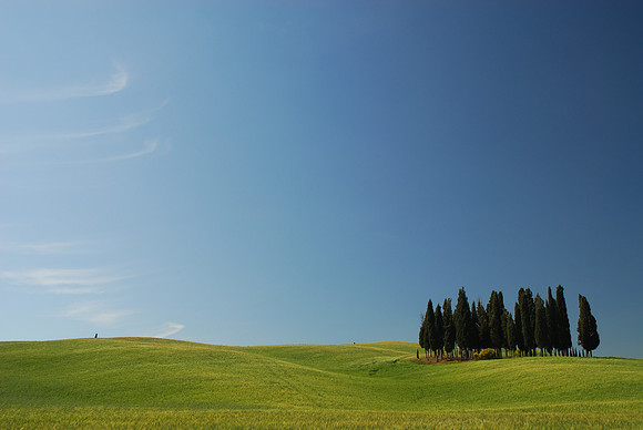 Cypress Grove