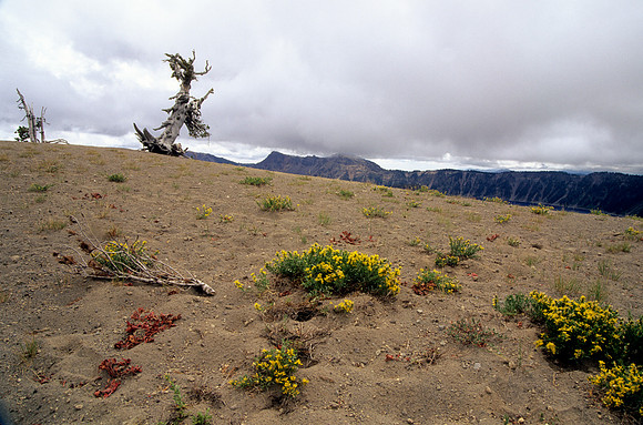 Gnarly Tree & Wildflowers