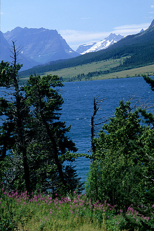 Wildflowers by the Lake