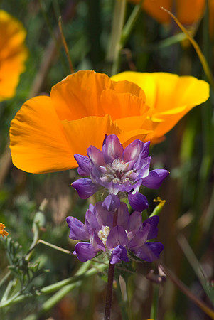 Orange Poppy & Purple Lupine