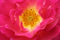 Center of the Rose
