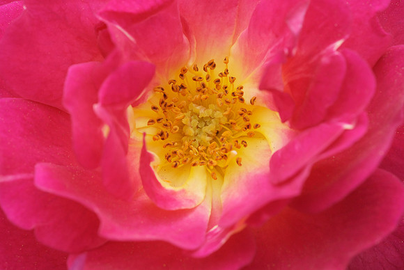 Center of the Rose