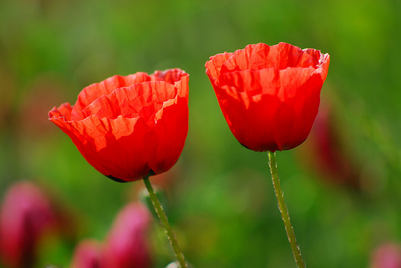 Italian Poppies