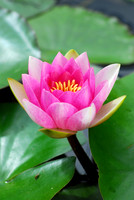 Flowers & Foliage