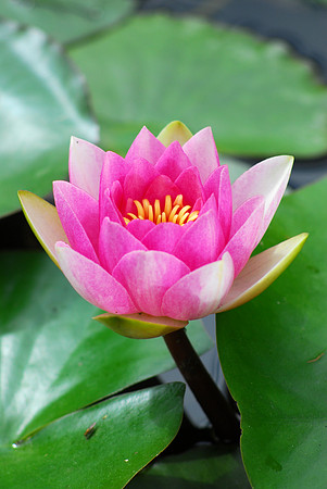 Fuschia Water Lily (V)