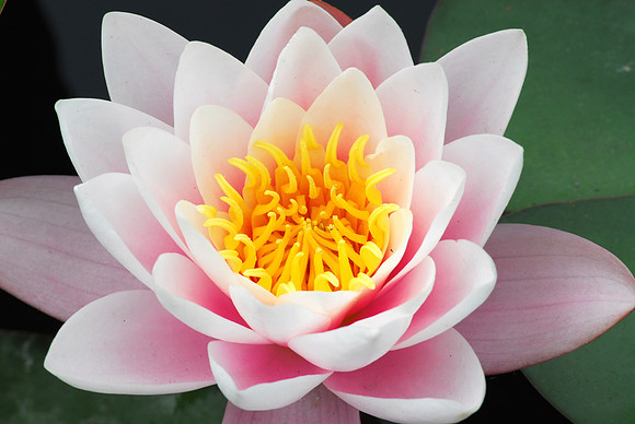 Pink Water Lily (H)