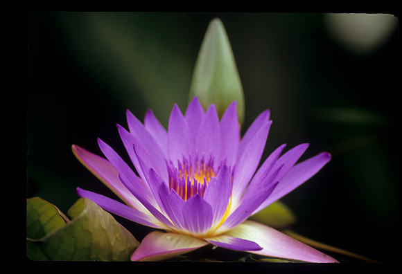 Purple Water Lily