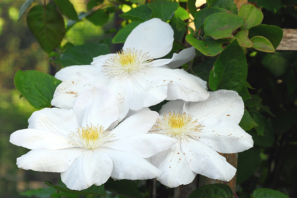 Trio of Roses