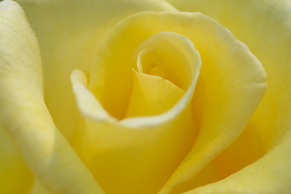 Yellow Rose
