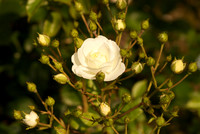 Budding White Rose
