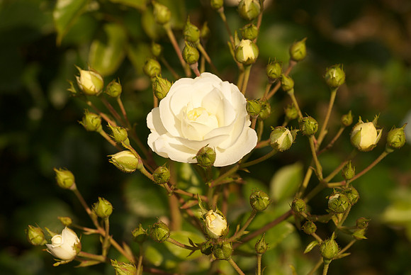 Budding White Rose