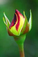 Budding Rose