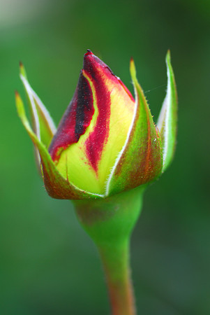 Budding Rose