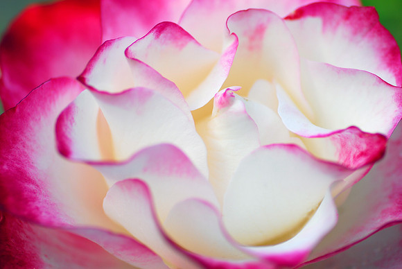 Pink & White Rose