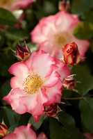 Budding Pink & White Rose