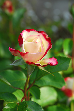 Yellow with Pink Rose