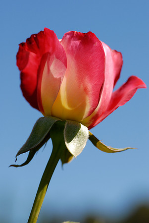 Rose & Blue Sky