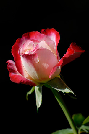 Yellow with Pink Rose in Afternoon Sun