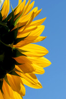 Facing the Sun - Sunflower