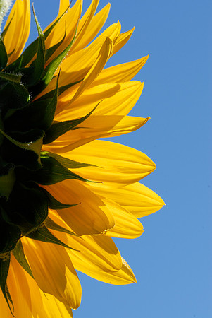 Facing the Sun - Sunflower