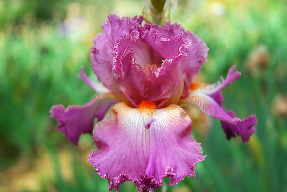 Pink Iris