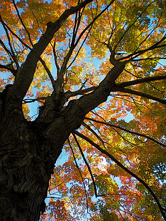 Maple Tree in Fall