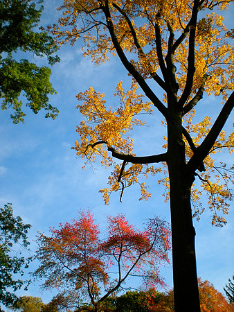 Tulip Tree in Fall