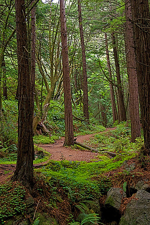 Trail through the Redwoods