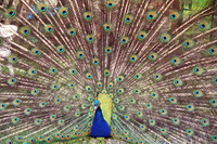 Peacock Spreading its Feathers