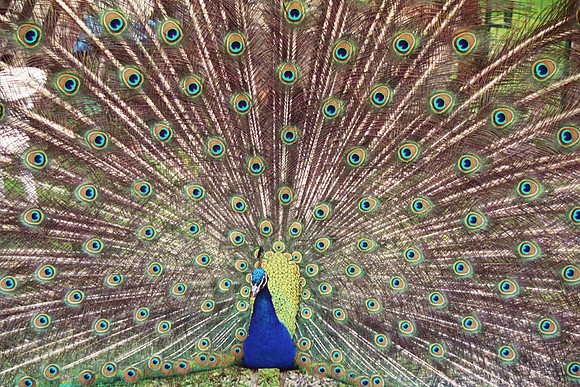 Peacock Spreading its Feathers