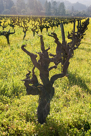 Mustard amongst the Vineyards