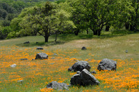 California Poppies on Mt. Diablo (H)