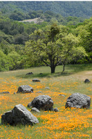 California Poppies on Mt. Diablo (V)