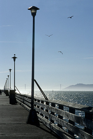 Seagulls at the Marina