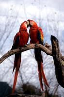 Kissing Macaws