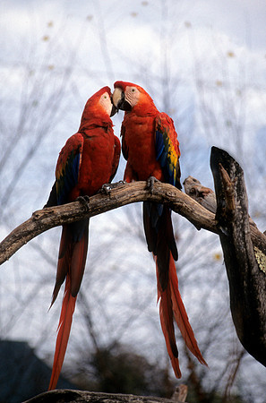 Kissing Macaws