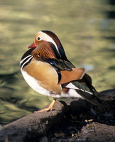 Duck on Edge of pond