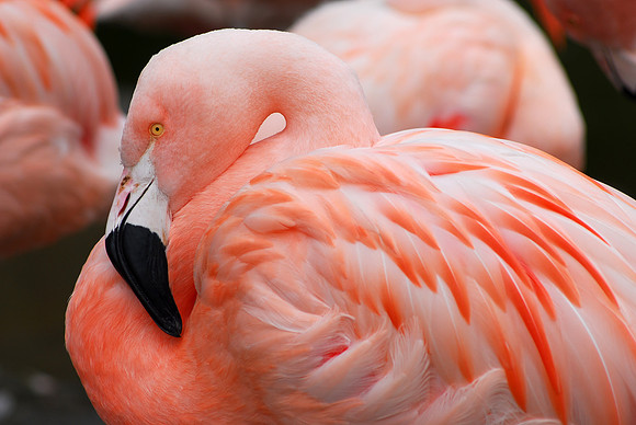 Flamingo