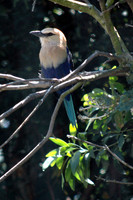 Blue Breasted Bird