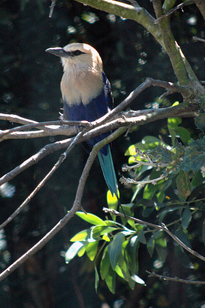 Blue Breasted Bird