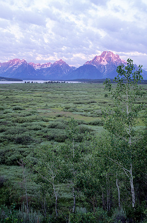 Meadow in Grand Tetons