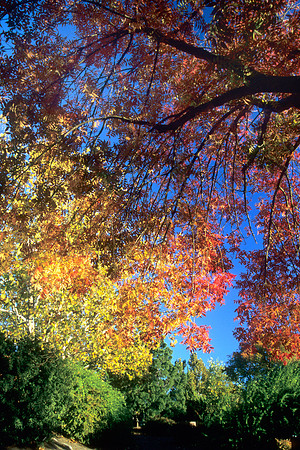 Blue Sky & Autumn Leaves